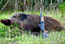 Cinghiale Vincenzo Frascino